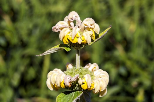 Phlomis russeliana a yellow springtime summer flower plant commonly known as Turkish sage