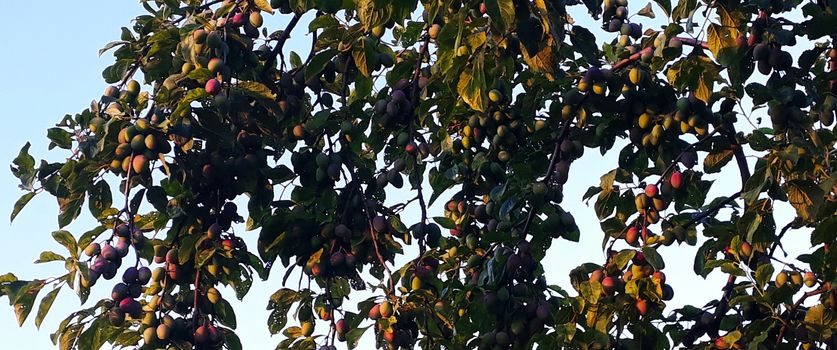 Banner. A plum tree with a lot of unripe plum fruits on it. Plum fruits. Zavidovici, Bosnia and Herzegovina.