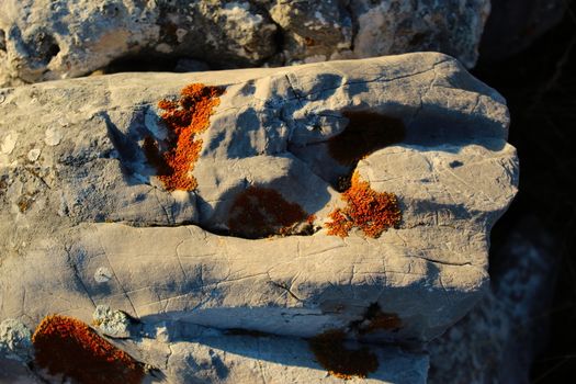 Orange lichen colonies on stone. On the mountain Bjelasnica, Bosnia and Herzegovina.