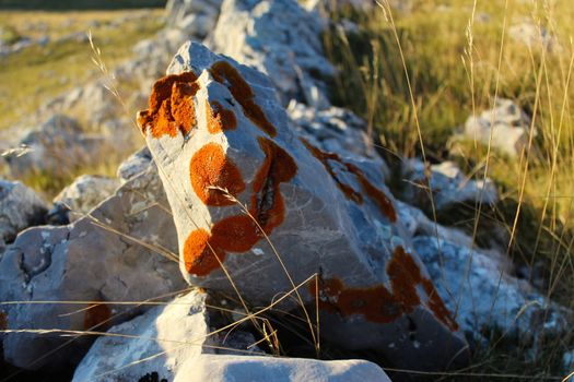 Orange lichen colonies, on light stone. On the mountain Bjelasnica, Bosnia and Herzegovina.