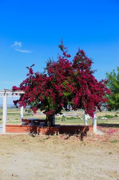 Great bougainvillea tree that creates shade for sitting. Seating and relaxation area in Beja, Portugal.