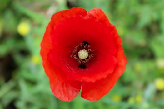 Close up of a red poppy flower on a green background. Pestle and anthers in flower. Beja, Portugal.