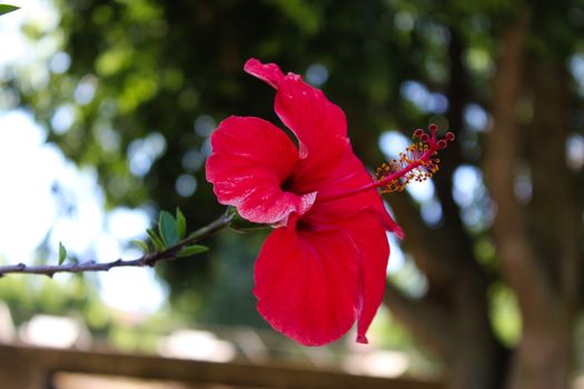 Macro of hibiscus on the side, with pronounced details of anthers and pistils. Hibiscus rosa-Sinensis, Chinese hibiscus, China rose, Hawaiian hibiscus, rose mallow, shoeblack plant. Beja, Portugal.