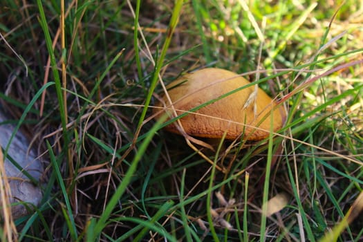 Brown mushroom growing in the grass in the yard. On the mountain Bjelasnica, Bosnia and Herzegovina.