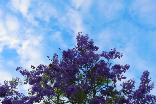 Black poui, or fern tree at the time of flowering opposite the blue sky with clouds. Beja, Portugal.