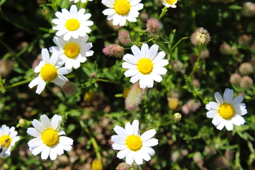 Beautiful daisy flowers. Lots of flowers. Beja, Portugal.