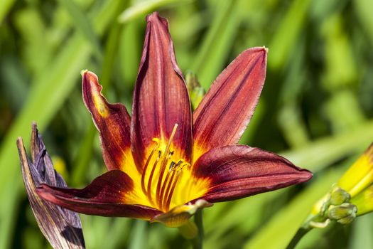 Hemerocallis 'Black Magic' a spring flowering plant commonly knowm as daylily