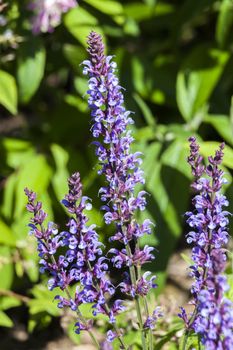 Salvia pratensis 'Indigo' an herbaceous blue springtime summer flower plant commonly known as clary indigo or meadow sage