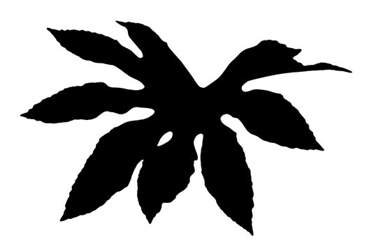 Fatsia Japonica black silhouette  leaf commonly known as castor oil plant cut out and isolated on a white background