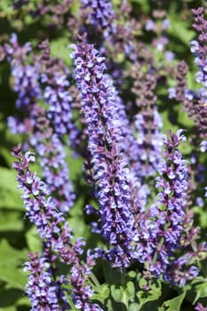Salvia pratensis 'Indigo' an herbaceous blue springtime summer flower plant commonly known as clary indigo or meadow sage