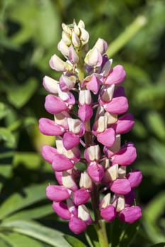 Lupin 'The Chatelaine'  an herbaceous pink springtime summer flower plant of the Band of Nobles  series
