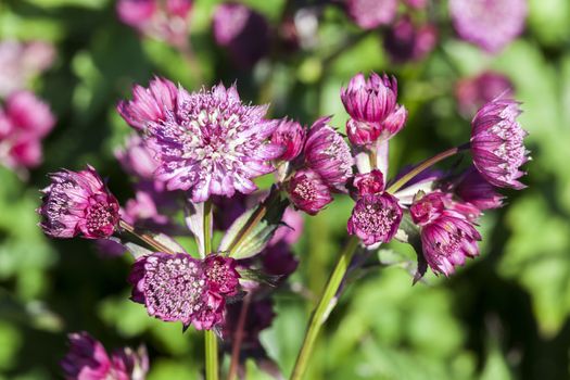 Astrantia major 'Abbey Road' an herbaceous perennial springtime summer flower plant commonly known as great masterwort