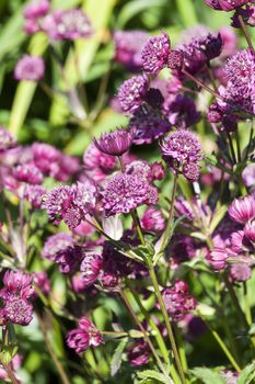 Astrantia major 'Abbey Road' an herbaceous perennial springtime summer flower plant commonly known as great masterwort