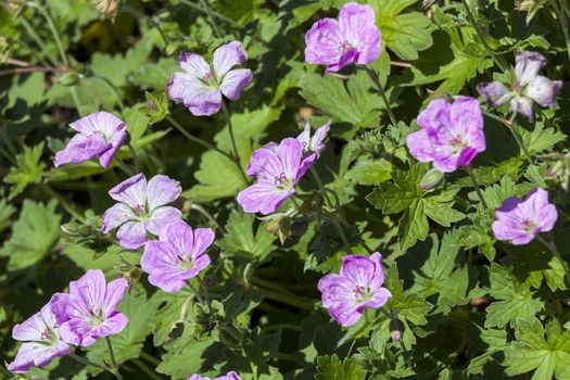 Geranium x riversleaianum 'Mavis Simpson' a pink blue herbaceous springtime summer flower plant commonly known as cranesbill