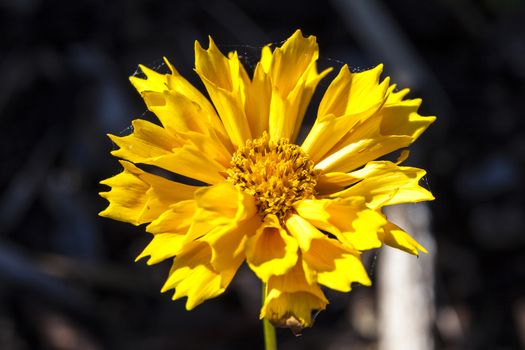 Coreopsis 'Jethro Tull'  a springtime summer autumn yellow herbaceous flower plant commonly known as tickseed