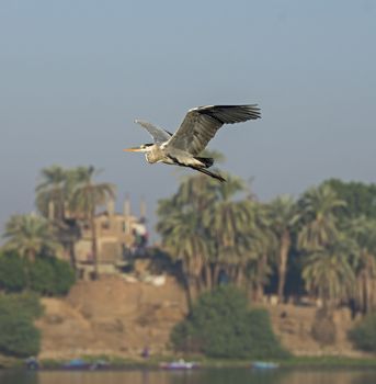Grey heron ardea cinerea wild bird in flight flying over river water in rural African setting