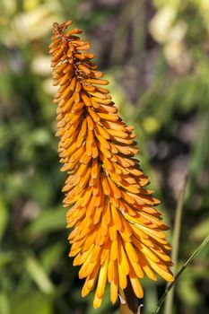 Kniphofia 'Bees Sunset' a springtime summer autumn yellow orange  herbaceous flower plant commonly known as red hot poker or torch lily