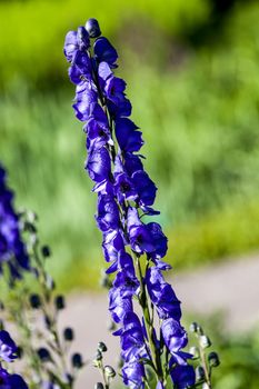Aconitum 'Newry Blue' a blue herbaceous springtime summer flower poisonous plant commonly known as monkshood
