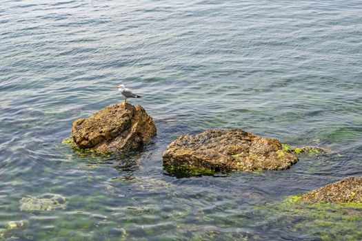 sea gull on the rocks