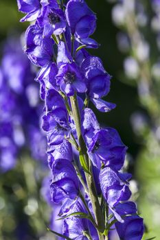Aconitum 'Newry Blue' a blue herbaceous springtime summer flower poisonous plant commonly known as monkshood