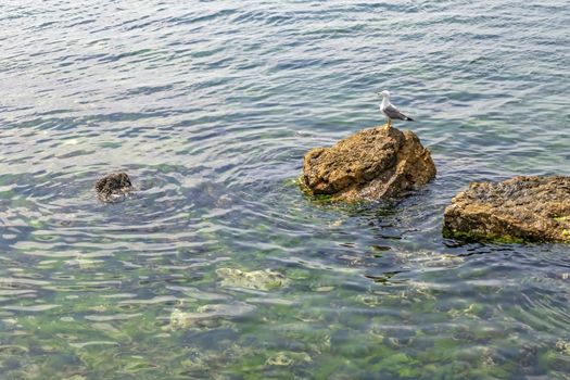 sea gull on the rocks