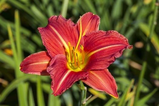 Hemerocallis 'Morocco Red' a spring flowering plant commonly knowm as daylily