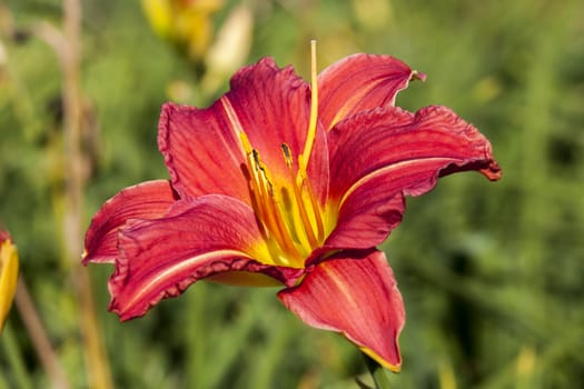 Hemerocallis 'Morocco Red' a spring flowering plant commonly knowm as daylily