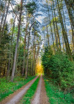 Path along pine trees with glade 