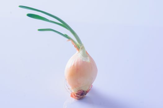 An onion on a white background