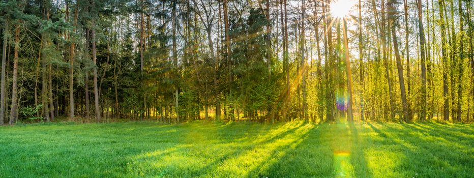 Sunbeams shining through green forest trees, panoramic view