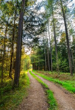 Path in green forest nature with beautiful sunlight