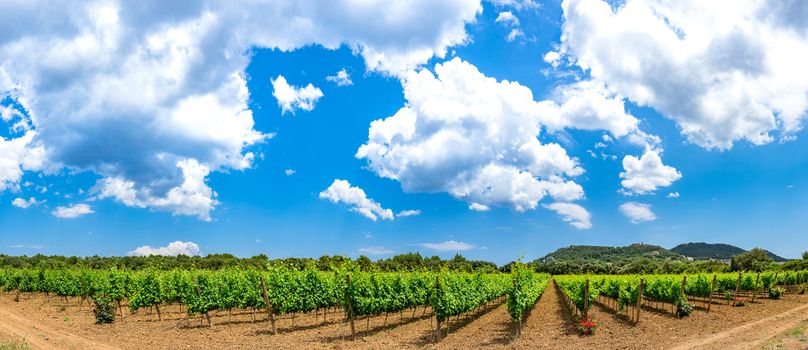 Beautiful winery field with blue sunny and cloudy sky, panoramic view
