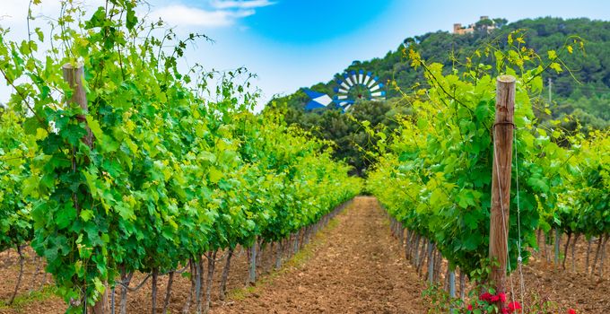 Winery landscape with lush leaves on vines