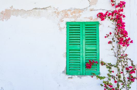 House wall background with closed green window shutters, bougainville and copy space
