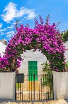 Beautiful flowering bougainvillea plant arch at entrance of mediterranean house