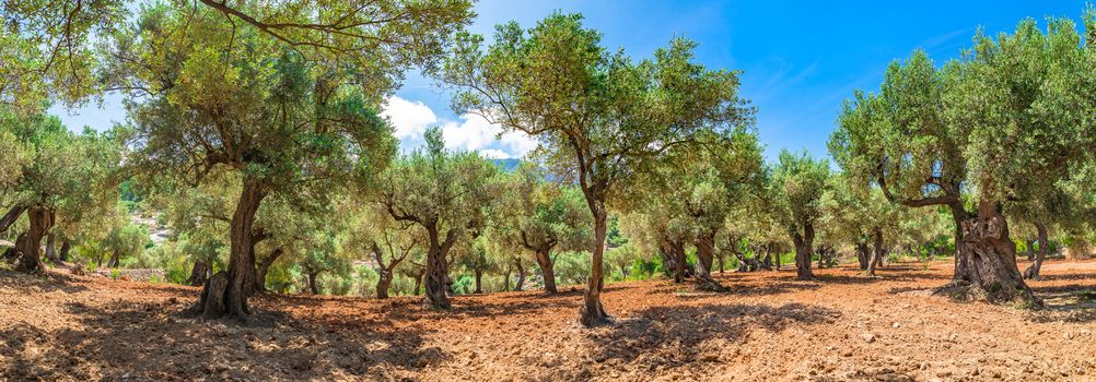 Plantation agriculture of olive grove field landscape panorama