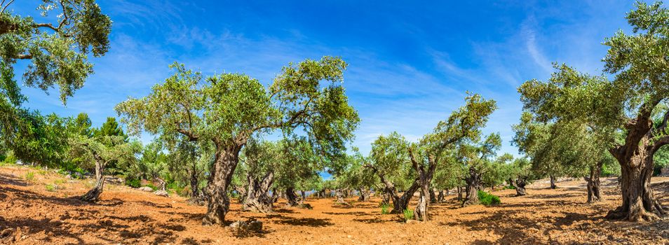 Olive tree agriculture plantation with blue sunny sky background 