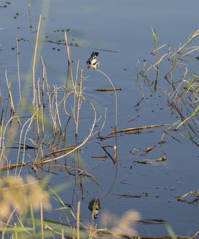 Pied kingfisher ceryle rudis wild bird stood perched on grass reed stick of river bank marshland