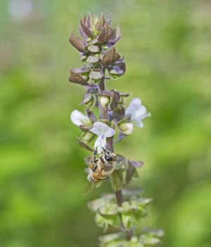 Close-up detail of a honey bee apis green flower bud in spring garden