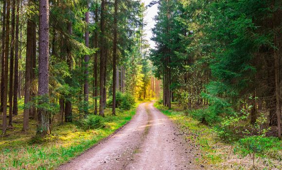 Evergreen trees nature with dirt road and beautiful sunlight