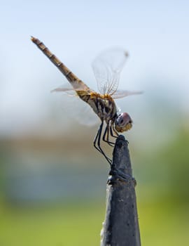Closeup macro detail of wandering glider dragonfly Pantala flavescens on metal fence post