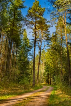 Dirt road in pine tree woodland with sunny blue sky 