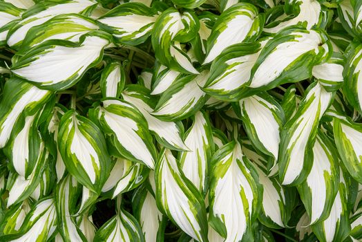 Plantain lilies, Hosta plant in the garden. Close-up green and white leaves, background