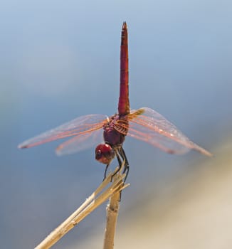Closeup macro detail of red meadowhawk dragonfly Sympetrum illotum on plant stalk in field meadow
