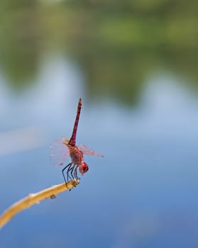 Closeup macro detail of red meadowhawk dragonfly Sympetrum illotum on plant stalk in field meadow with river background