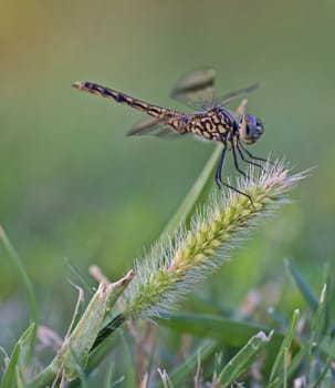 Closeup macro detail of wandering glider dragonfly Pantala flavescens on grass in field meadow