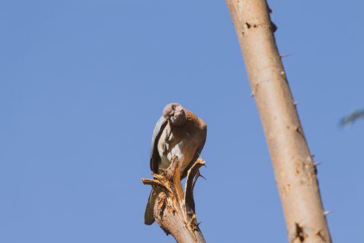 A dove pigeon scratching his head with his toe on the tree