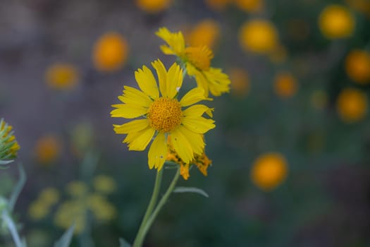 A blend of soft focus and vintage effect on native sunflower in winter with Dreams background