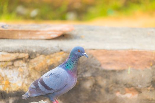 The tailless pigeon is sitting on a rock, it was caught by a predator which flew away