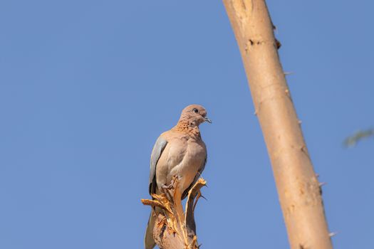 A Dove pigeon sitting on a plum tree